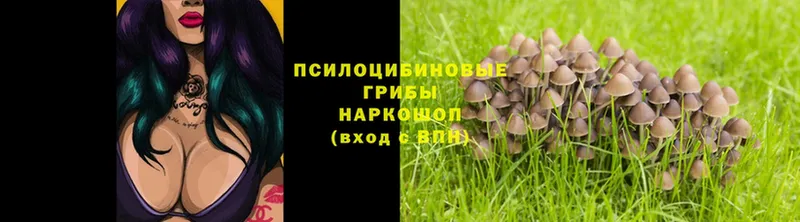 Галлюциногенные грибы Cubensis Глазов