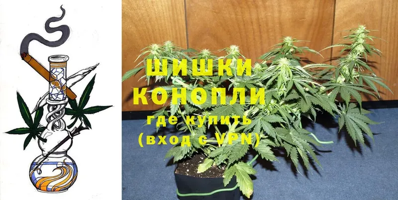 Каннабис OG Kush  Глазов 